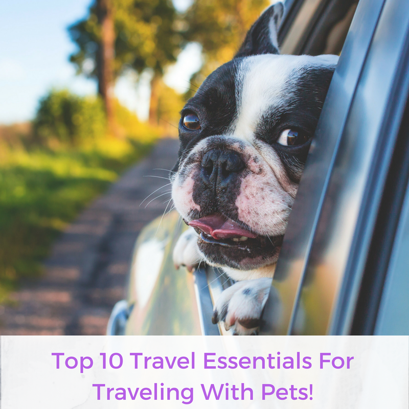 Top 10 Travel Essentials For Traveling With Pets!