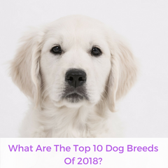 What Are The Top 10 Dog Breeds Of 2018? | Bubu Brands