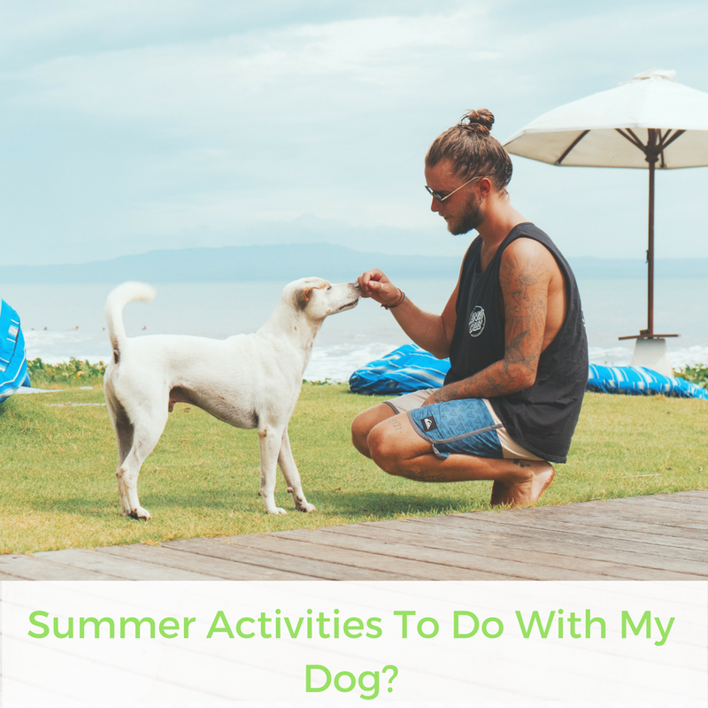 Summer Activities To Do With My Dog? | Bubu Brands